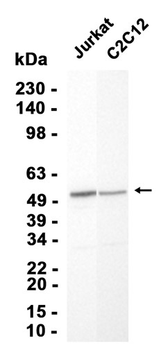 AYD13159