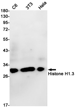 Histone H1.3 (YD19927) Rabbit mAb