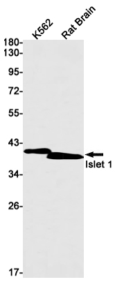 AYD11467