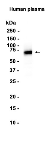 AYD13747