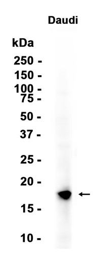 AYD12999