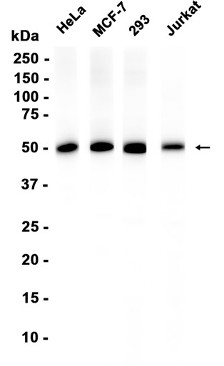 AYD16288