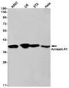 AYD13279