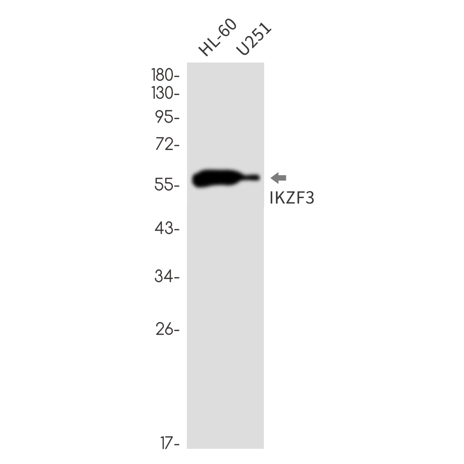AYD13249