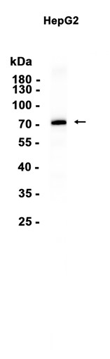 AYD13516