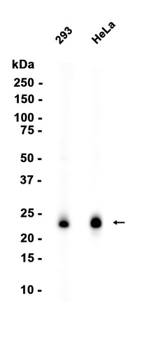 AYD11835