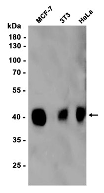 AYD13810