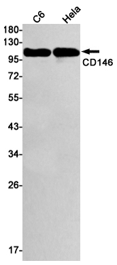 AYD11170