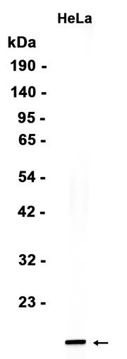 AYD11677