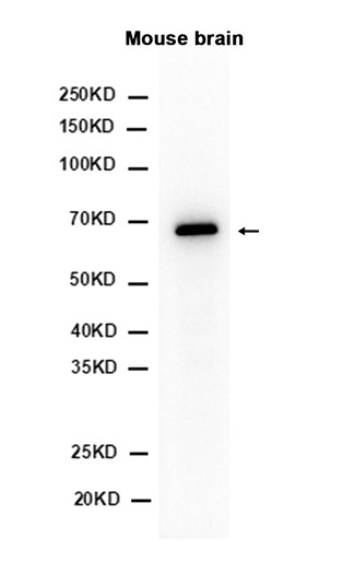 AYD13845