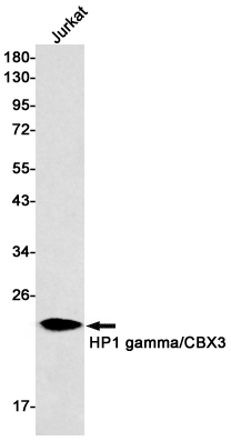 AYD12035
