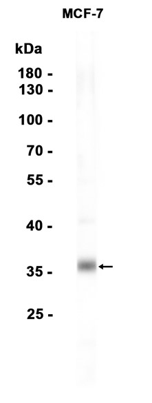 AYD15498