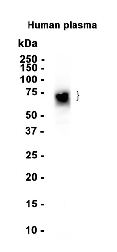 AYD12762
