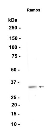 AYD13402