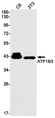 AYD12823