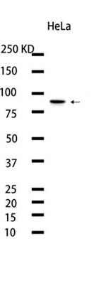AATF (YD20842) Rabbit mAb