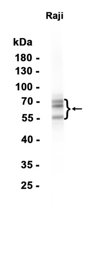 AYD13391