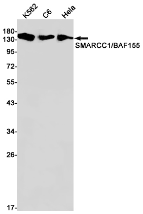 AYD14615