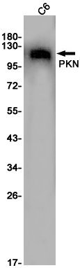 AYD13428