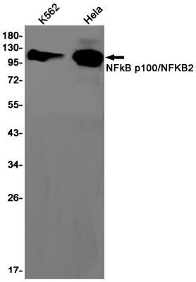 AYD12500