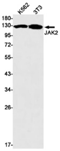 AYD14880