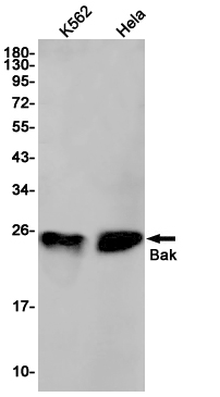 AYD11087