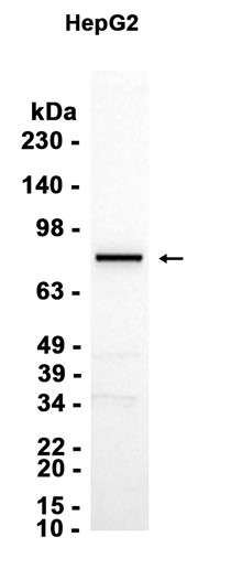 AYD13085