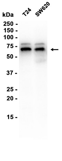 AYD12507