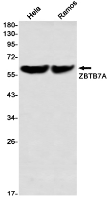 AYD12236