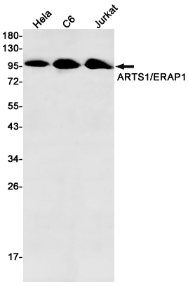 AYD13811