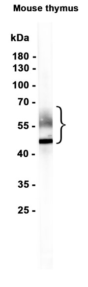 CD2 (YD15497) Rabbit mAb