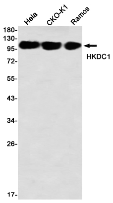 AYD12595