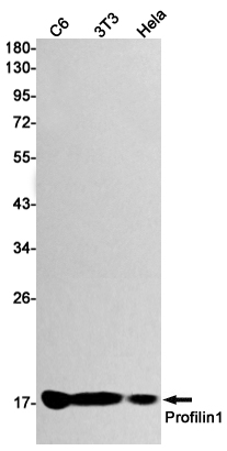 AYD11026
