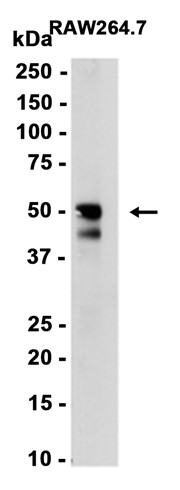 AYD11928