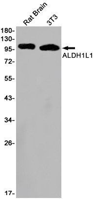 AYD11799