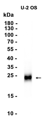 AYD12377