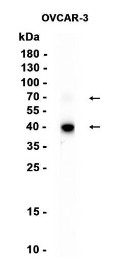 AYD13354