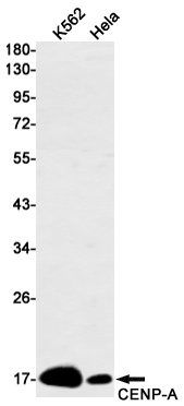 AYD12781