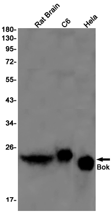 AYD12752