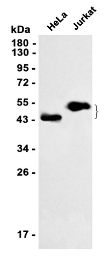 AYD12190