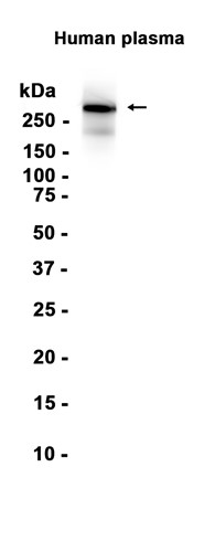 AYD12443