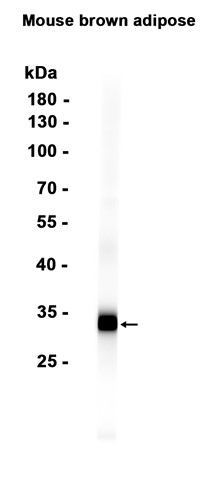 UCP1 (YD14195) Rabbit mAb