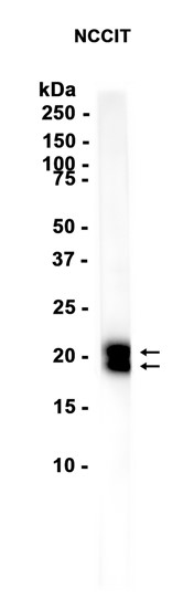 AYD15640