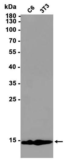 AYD12788