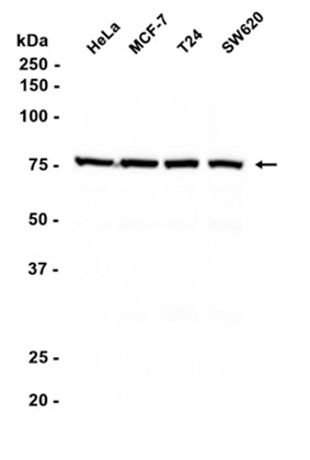 AYD14588
