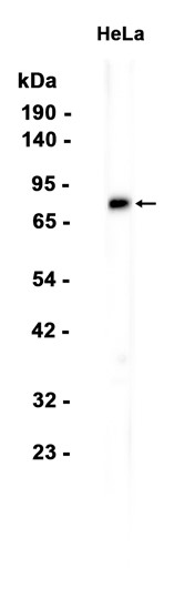 AYD15638