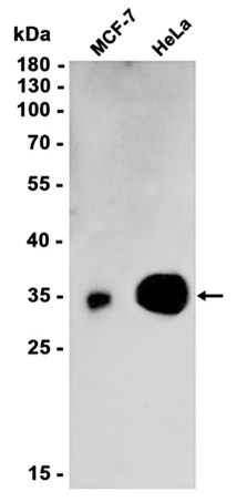 AYD13200