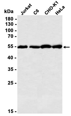 AYD14168