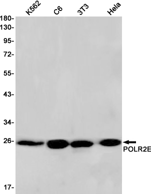 POLR2E (YD19913) Rabbit mAb