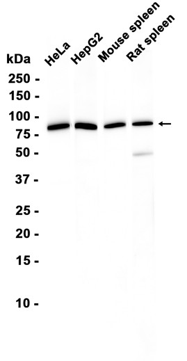 AYD16370